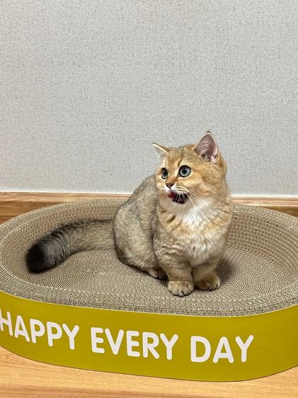 บริติสขาสั้น(แท้) รูปที่ 3