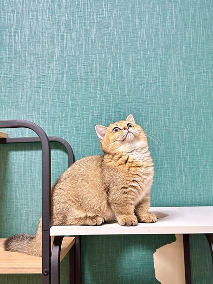 บริติสขาสั้น(แท้) รูปที่ 5