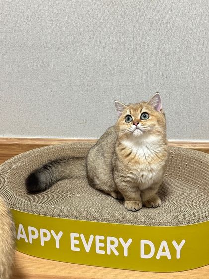 บริติสขาสั้น(แท้) รูปที่ 2