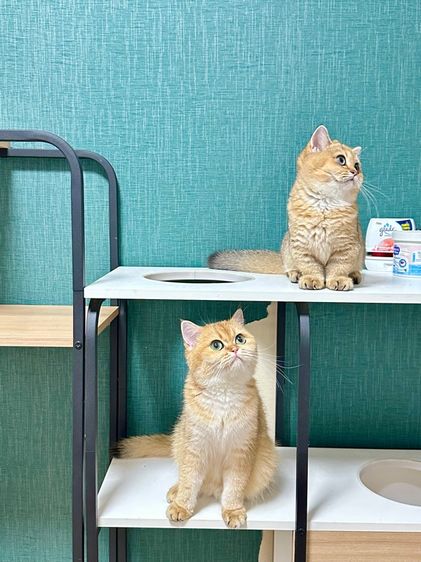 บริติสขาสั้น(แท้) รูปที่ 7