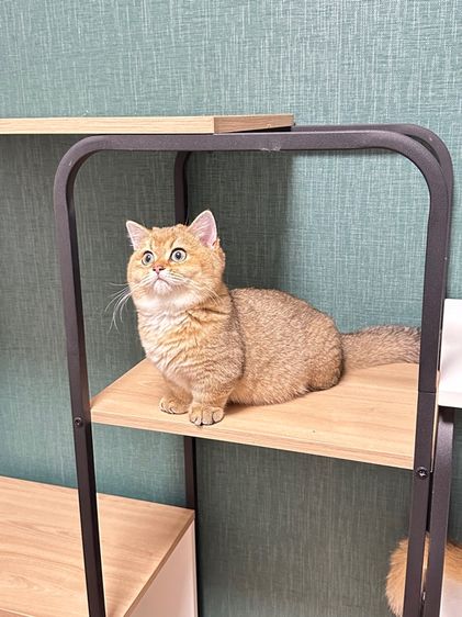 บริติสขาสั้น(แท้) รูปที่ 6