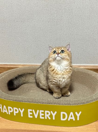 บริติสขาสั้น(แท้)