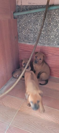 ไทยหลังอาน รูปที่ 4