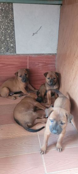 ไทยหลังอาน รูปที่ 3