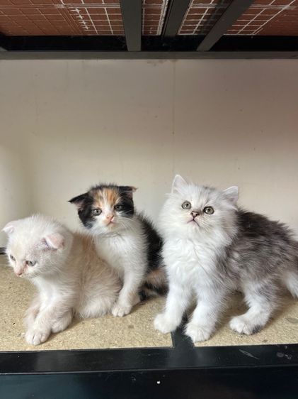 แมวสก็อตติช รูปที่ 6