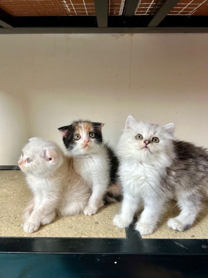 แมวสก็อตติช รูปที่ 7