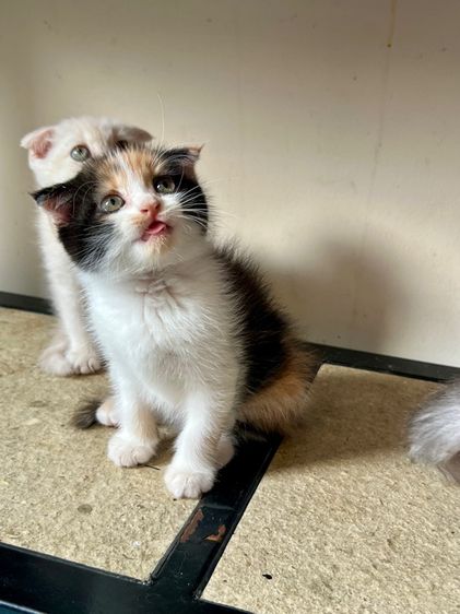 แมวสก็อตติช