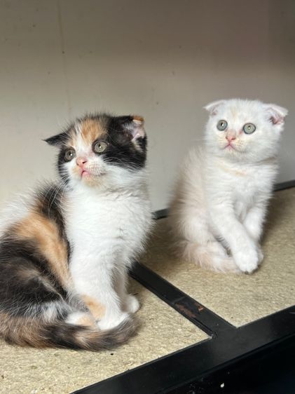 แมวสก็อตติช รูปที่ 2