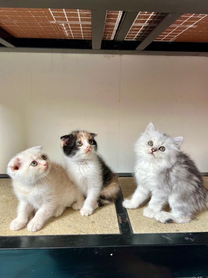 แมวสก็อตติช รูปที่ 4