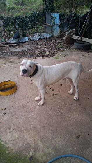 พ่อพันโดโกอาเจนติโน่