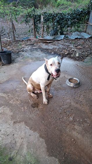 พ่อพันโดโกอาเจนติโน่ รูปที่ 3