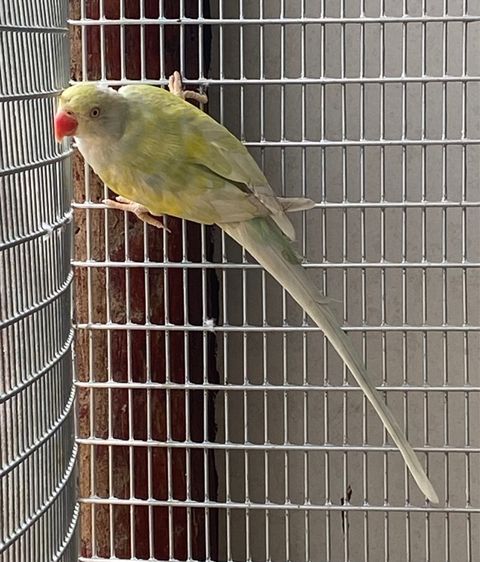 พาสเทลบูลเลสวิง รูปที่ 2