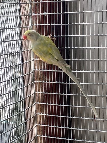 พาสเทลบูลเลสวิง รูปที่ 3