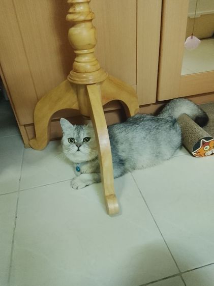 บริติช ญ  รูปที่ 5