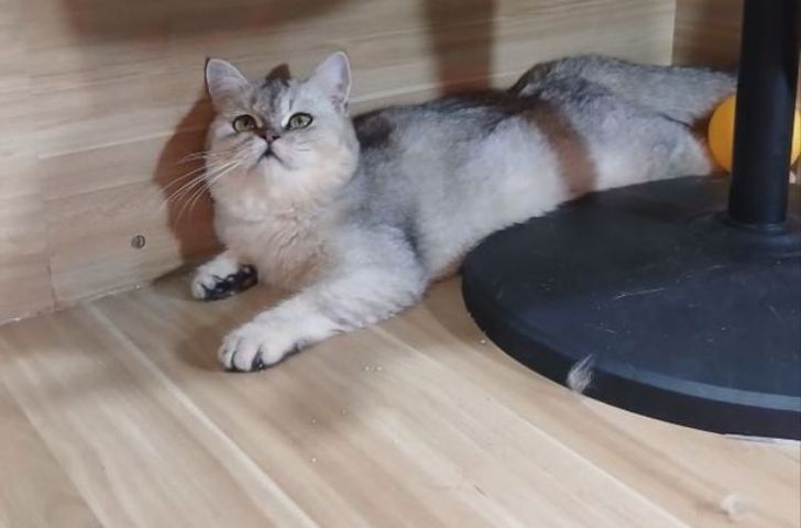 บริติช ญ  รูปที่ 2