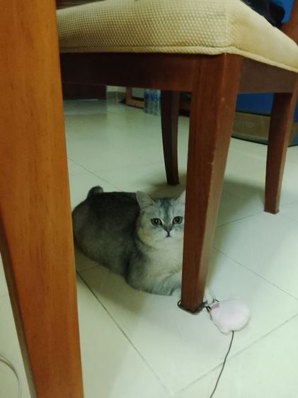 บริติช ญ  รูปที่ 4