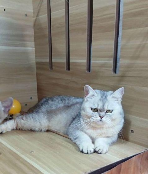 บริติช ญ 