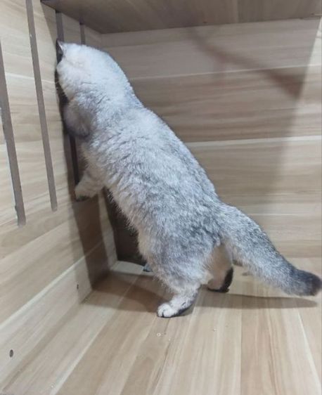 บริติช ญ  รูปที่ 3