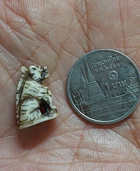 เขี้ยวแกะ รูปที่ 6