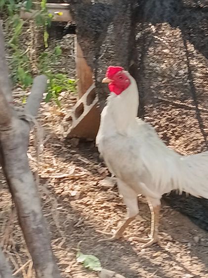 ขายพ่อพันธุ์สีขาว ไก่ชนพม่าร้อย ลีลาแข้งหน้าจัดๆตีหูตีตาล้วนๆ รอยเล็กเหมาะเอาไปทำสายขาว รูปที่ 5