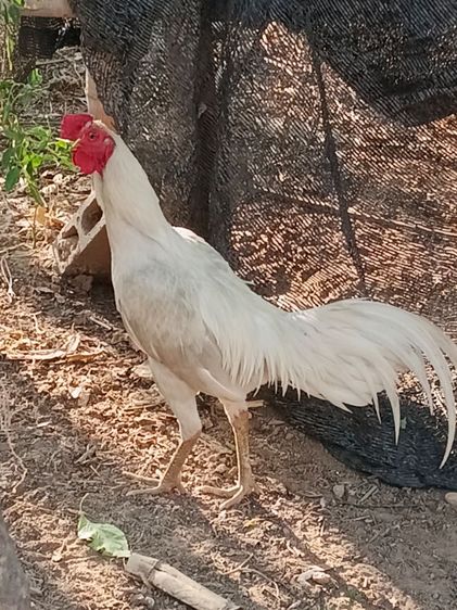 ขายพ่อพันธุ์สีขาว ไก่ชนพม่าร้อย ลีลาแข้งหน้าจัดๆตีหูตีตาล้วนๆ รอยเล็กเหมาะเอาไปทำสายขาว รูปที่ 8