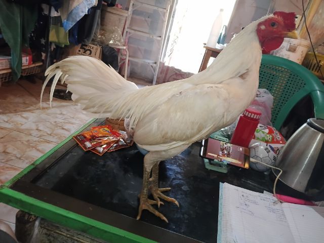 ขายพ่อพันธุ์สีขาว ไก่ชนพม่าร้อย ลีลาแข้งหน้าจัดๆตีหูตีตาล้วนๆ รอยเล็กเหมาะเอาไปทำสายขาว รูปที่ 7