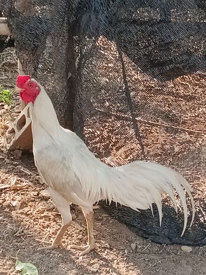 ขายพ่อพันธุ์สีขาว ไก่ชนพม่าร้อย ลีลาแข้งหน้าจัดๆตีหูตีตาล้วนๆ รอยเล็กเหมาะเอาไปทำสายขาว