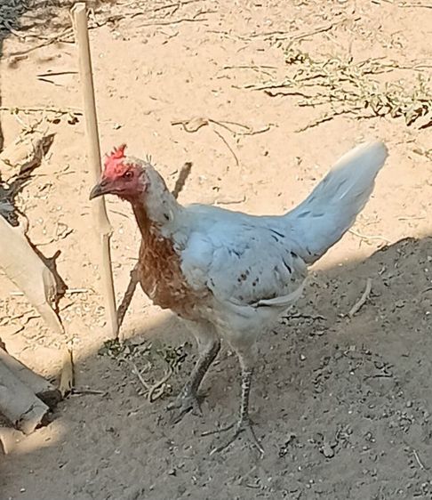 ขายพ่อพันธุ์สีขาว ไก่ชนพม่าร้อย ลีลาแข้งหน้าจัดๆตีหูตีตาล้วนๆ รอยเล็กเหมาะเอาไปทำสายขาว รูปที่ 4