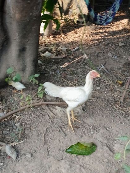 ขายพ่อพันธุ์สีขาว ไก่ชนพม่าร้อย ลีลาแข้งหน้าจัดๆตีหูตีตาล้วนๆ รอยเล็กเหมาะเอาไปทำสายขาว รูปที่ 6