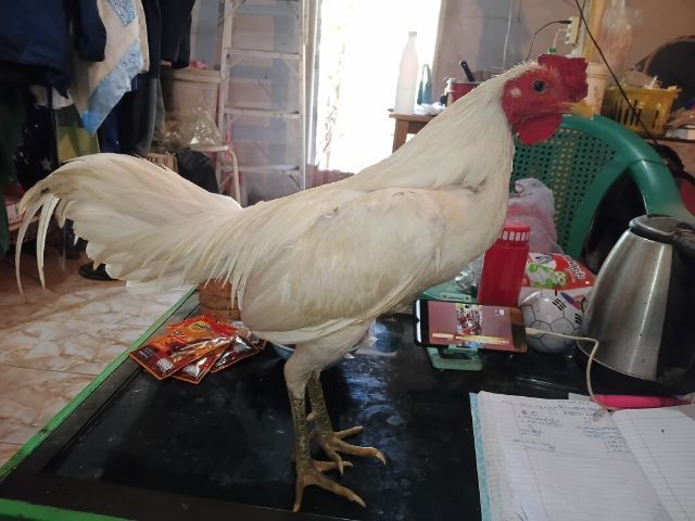 ขายพ่อพันธุ์สีขาว ไก่ชนพม่าร้อย ลีลาแข้งหน้าจัดๆตีหูตีตาล้วนๆ รอยเล็กเหมาะเอาไปทำสายขาว รูปที่ 14