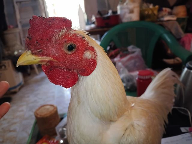 ขายพ่อพันธุ์สีขาว ไก่ชนพม่าร้อย ลีลาแข้งหน้าจัดๆตีหูตีตาล้วนๆ รอยเล็กเหมาะเอาไปทำสายขาว รูปที่ 10