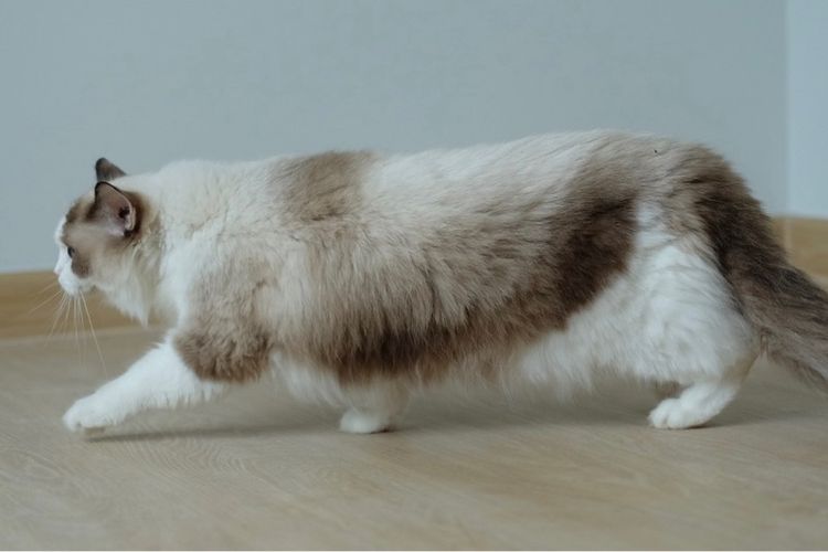 แร็กดอลล์ เพศเมีย มีใบเพ็ด  รูปที่ 7