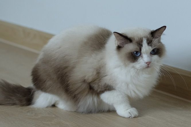 แร็กดอลล์ เพศเมีย มีใบเพ็ด  รูปที่ 6