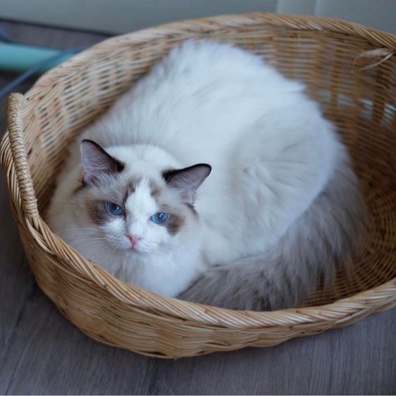 แร็กดอลล์ เพศเมีย มีใบเพ็ด  รูปที่ 4