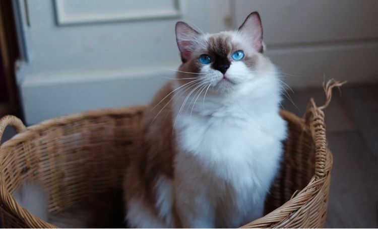 แร็กดอลล์ เพศเมีย มีใบเพ็ด 