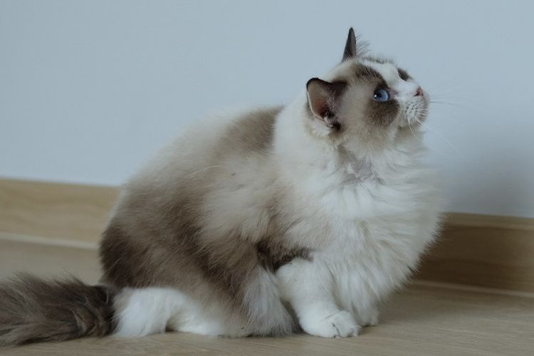 แร็กดอลล์ เพศเมีย มีใบเพ็ด  รูปที่ 5