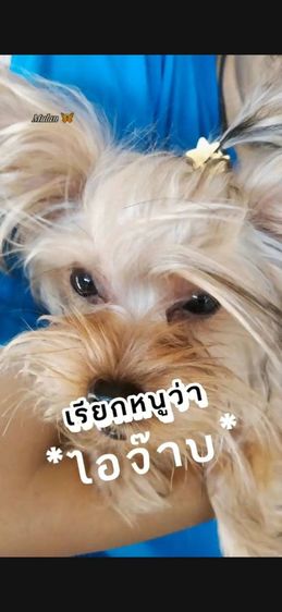 นัดดูความสวยได้พิกัดนครสวรรค์ รูปที่ 4