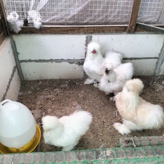 ไก่ซิลกี้ ไก่โปแลนค์ รุ่นพ่อแม่พันธุ่ รูปที่ 8