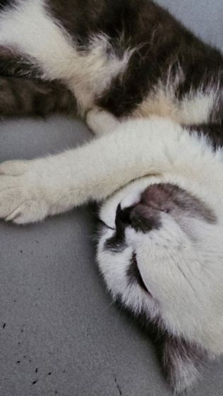 แมวสก็อตติช รูปที่ 10