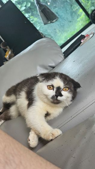 แมวสก็อตติช รูปที่ 5