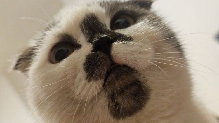 แมวสก็อตติช รูปที่ 9