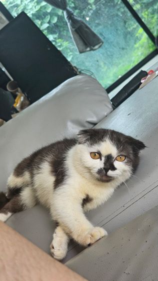 แมวสก็อตติช รูปที่ 6