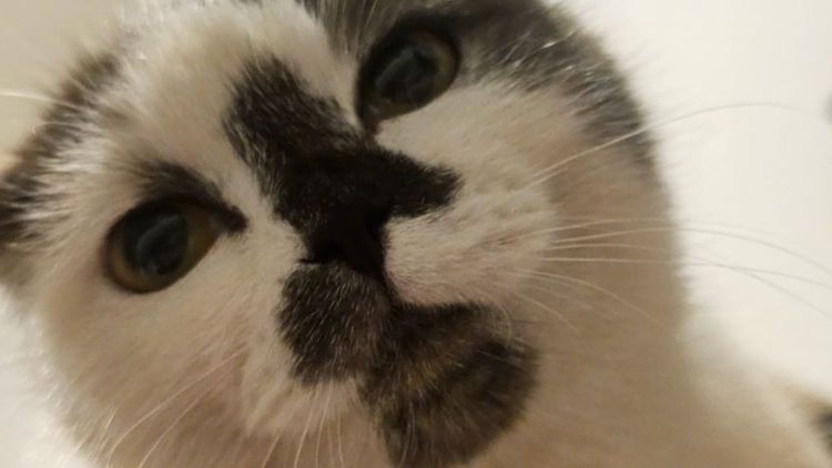 แมวสก็อตติช รูปที่ 8