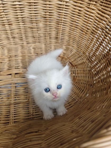 เปอร์เซีย (Persian) แมวเปอร์เซียตาฟ้า