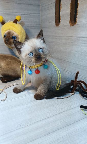 สก็อตติช โฟลด์ (Scottish Fold) แมวสก้อตติช แมวหน้าไหม้ แมวเห็ด เพศผู้ สวยไม่มีตำหนิ ก่อนย้ายตรวจหัดแมวฟรีรับประกันเอดส์แมวกับรูคีเมียคะ