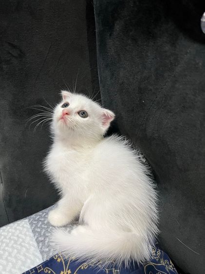 สก็อตติช โฟลด์ (Scottish Fold) หาบ้านเด็กๆจ้า 4500