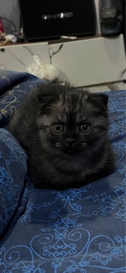 สก็อตติช โฟลด์ (Scottish Fold) หาบ้านเด็กๆจ้า 4500