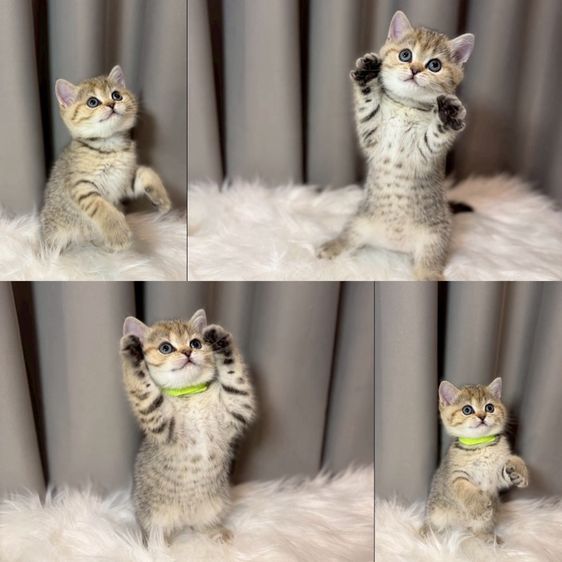 แมวสก็อตติช บริติช  รูปที่ 3