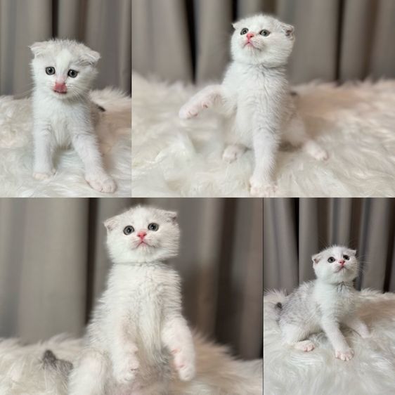 แมวสก็อตติช บริติช  รูปที่ 2