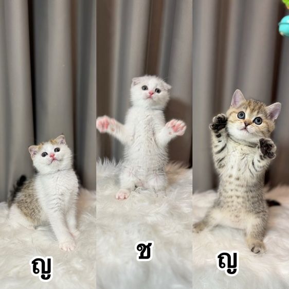 สก็อตติช โฟลด์ (Scottish Fold) แมวสก็อตติช บริติช 